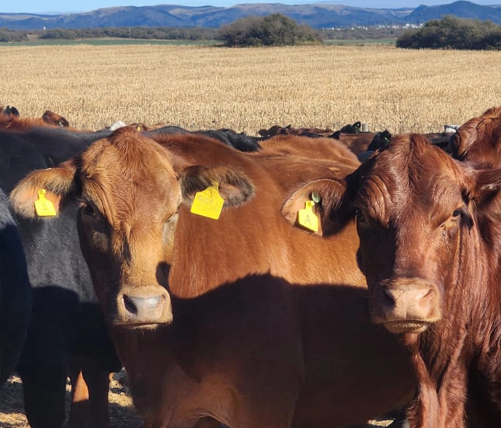 Gestión y planificación estratégica