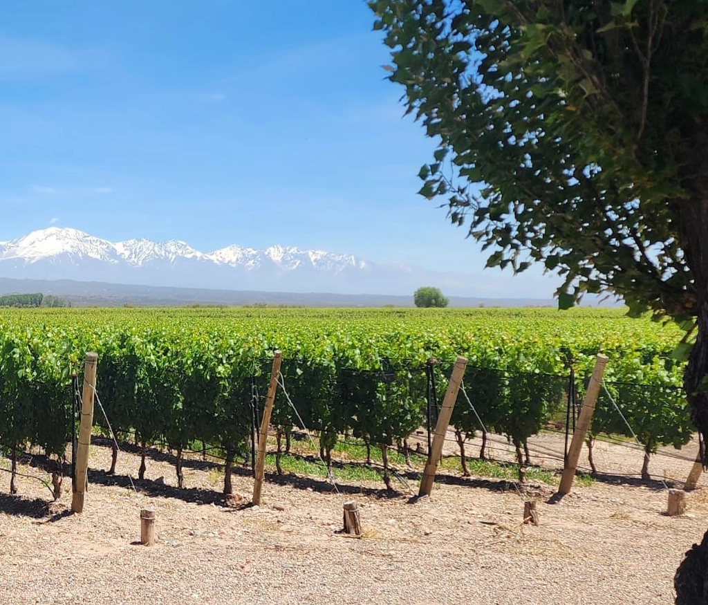 Innovación y eficiencia